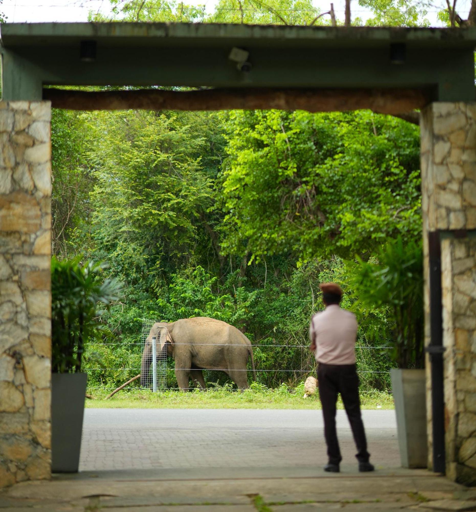 Elephant Trail Udawalawe Exteriér fotografie